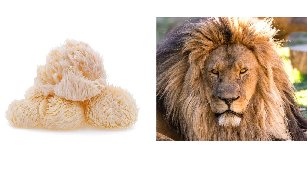 A lion with large mane on a sunny day next to a photo of lion's mane mushroom