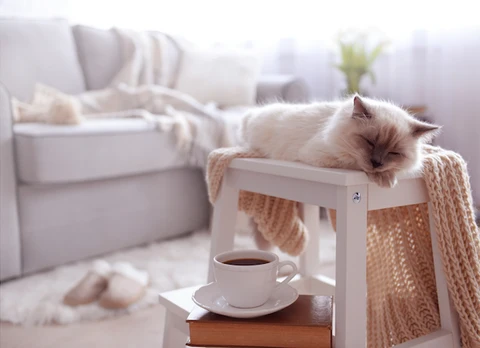 cat sleeping on a warm blankets next to a mug of hot chocoalte
