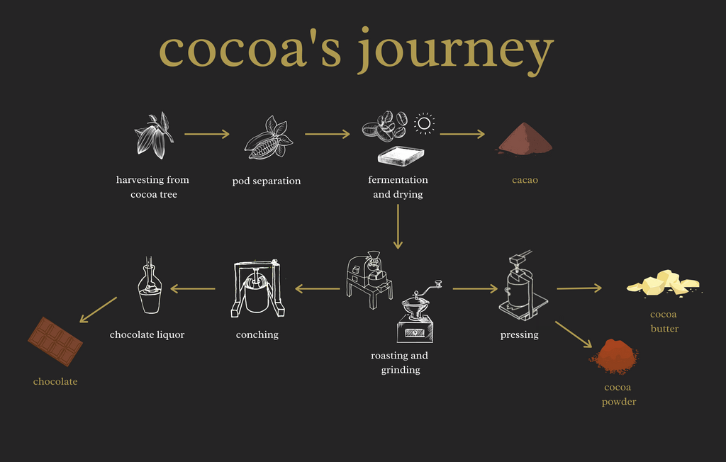 cacao cocoa chocolate